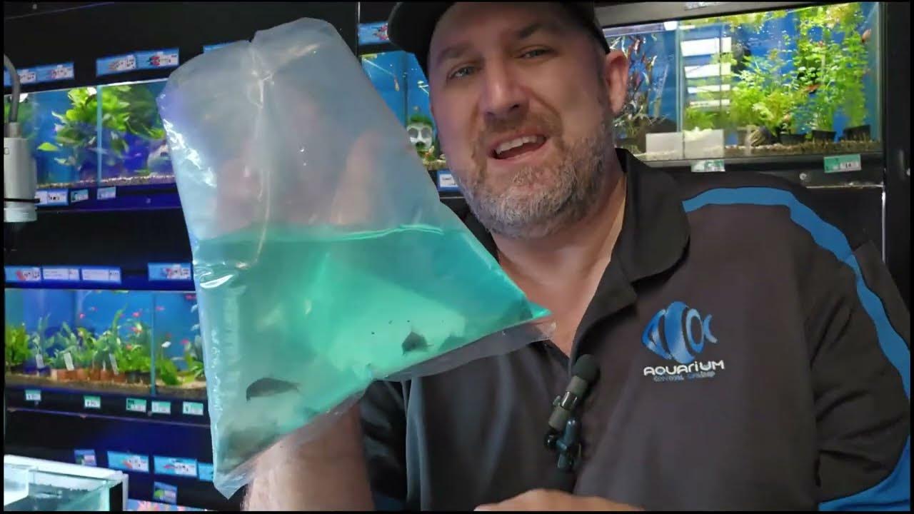 Live Fish Unboxing 27th of October 🐟 YouTube