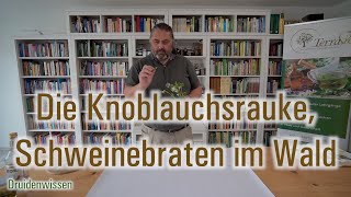 Die Knoblauchsrauke, Schweinebraten im Wald