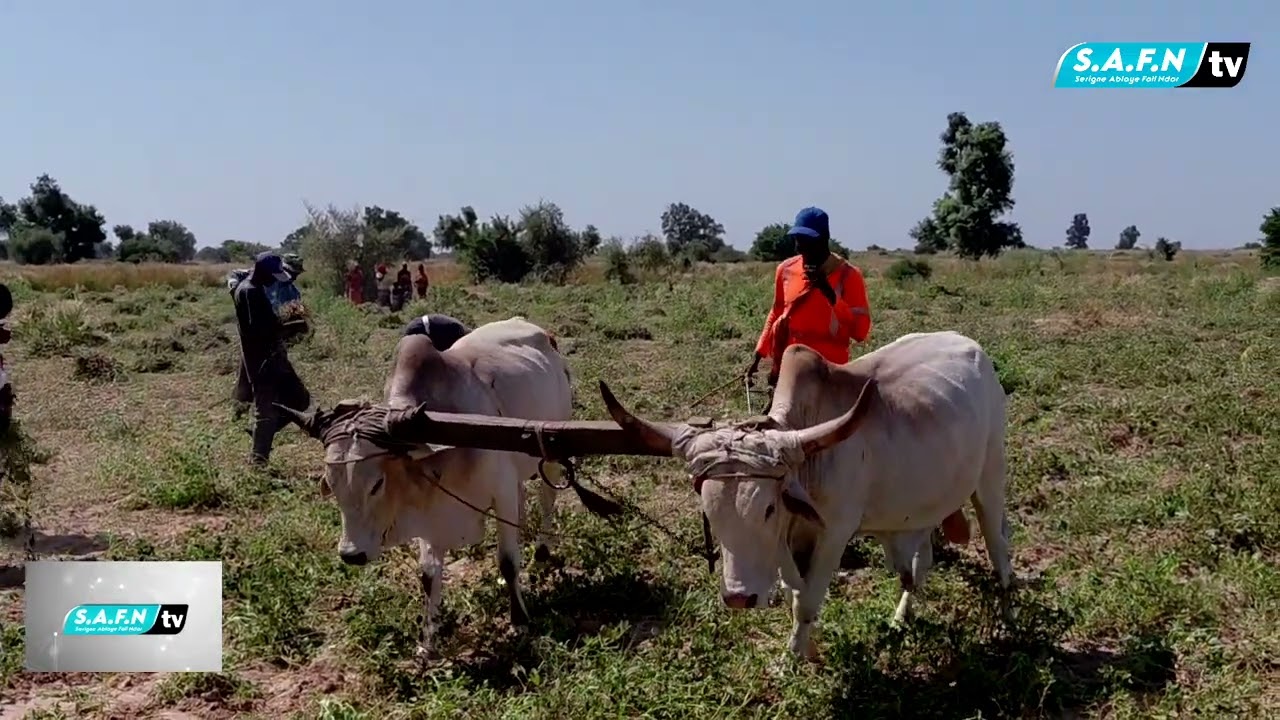 1èr Partie NDÈKHI GUERTÈ GUI SI TÔOLI  SERIGNE DJILY FALL BLOC RÉCOLTE 2025