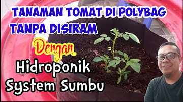 Cara Tanam Tomat di Polybag Tanpa di Siram Tumbuh Subur