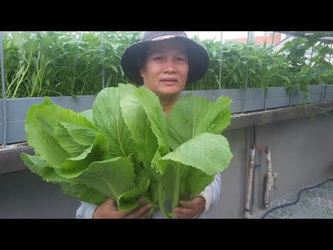 Video Thu hoạch cải Bẹ xanh , cải ngọt , rau muống , mồng... - youtube
