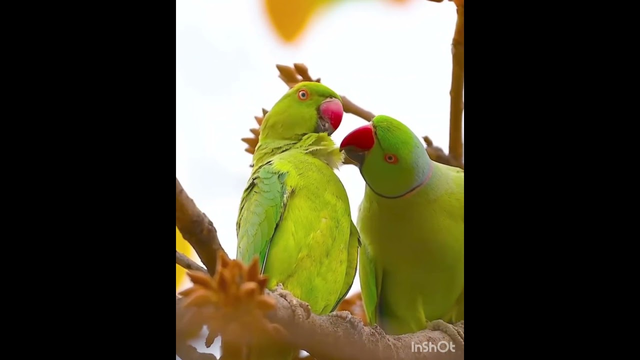 Beautiful Parrot 🦜 #bollywood #song #love #viral #birds #parrot #parrots #shortsviral #shorts