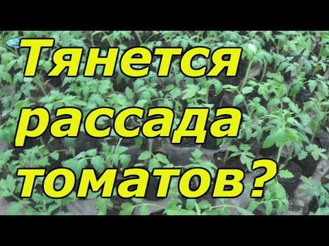 Рассада томатов вытягивается? Как это можно остановить.