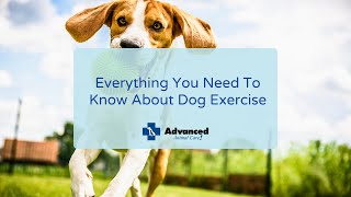 Everything You Need To Know About Dog Exercise by Advanced Animal Care 122 views 2 years ago 2 minutes, 48 seconds
