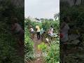 Music Newmusic Afrohouse Love Newsong Funny Amapianotv Musicgenre Comedy Shorts Wedding Music Newmusic Afrohouse Love Newsong Funny Amapianotv Musicgenre Comedy Shorts Wedding