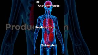 Unveiling Secrets Adrenal Glands Powerhouse Role in Hormone Symphony viral facts shortvideo