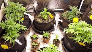 Grower Deacon Dave indoor cannabis grow in MO