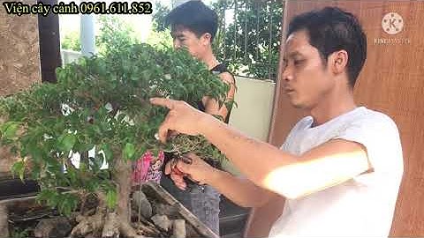 Xuống lá cắt tỉa chỉnh sửa dăm cây xanh nam điền cực đẹp của anh thanh Tuấn | viện cây cảnh |bonsai|