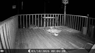 Archive Files of Deck Trail Camera Compilation 20260311 B