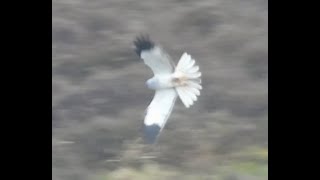 2024 0502 Hen harrier pair m