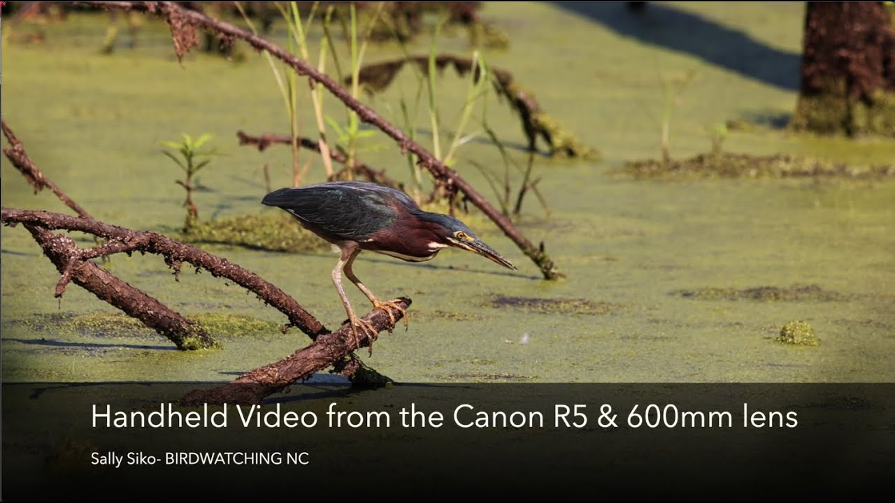 Shooting Handheld Canon R5 Birding Video with a 600mm Lens YouTube