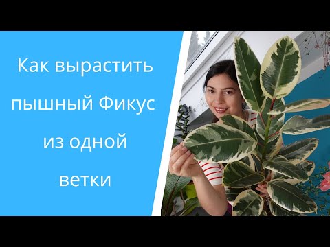 Фикус каучуконосный размножение с результатом!🌱 Сорта: Тинеке, Абиджан, Белиз