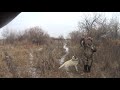 ОХОТА НА ФАЗАНА // HUNTING FOR PHEASANT #102