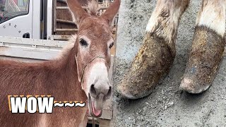 Adorable donkey enjoys hoof trimming! Screaming with joy after a pedicure!