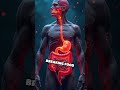 Your Digestive System Is Longer Than You Think