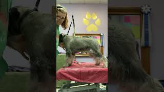 Standard Schnauzer Show Prep: Legs Basic Prep & Scissorwork