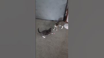 Cats react to a laser pointer!
