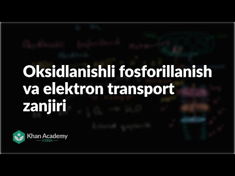 Video: Oksidlanishli fosforlanish elektron tashish zanjiri bilan bir xilmi?