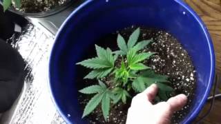White Voodoo 3&4 Veg update