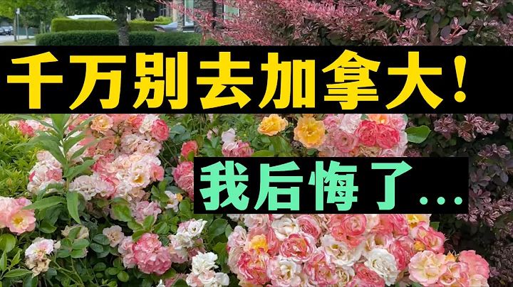 千萬別去加拿大！我後悔了…#加拿大 #加拿大生活 #移民加拿大#移民#迴流 - 天天要聞