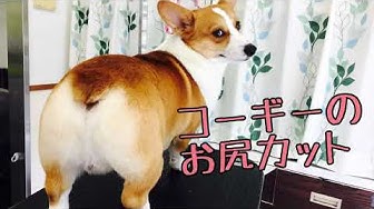 可愛いお尻 Youtube
