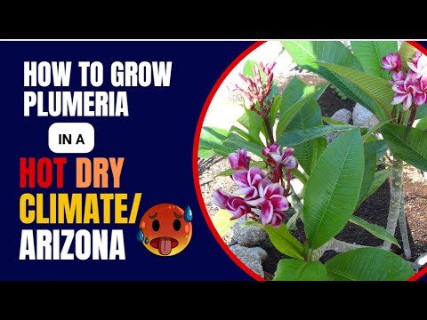 Video: Hoe Plumeria Uit Zaden Thuis Te Kweken: Stapsgewijze Instructies Met Foto's En Video's, Verdere Verzorging Van De Plant