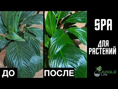 Чем отмыть налет и пыль на листьях растений, и придать листьям блеск? |  БЕЗ ПОЛИРОЛИ для листьев!
