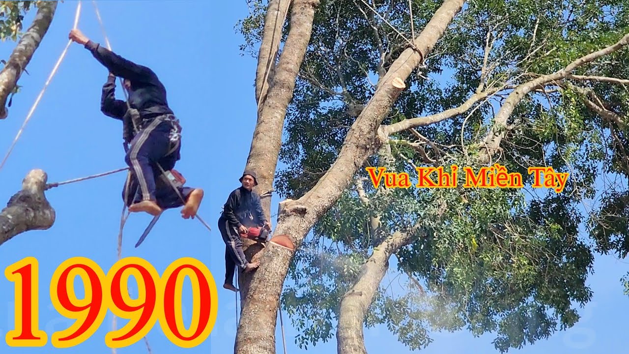 Thót tim !! Có đường điện ba pha mà Vua Khỉ cưa toàn là nhánh lớn (1/2) Cutting nacre tree