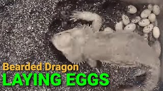 Bearded Dragon Laying Eggs