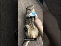 cilve yapan kedicik çok tatlı yaaa 🐱😘