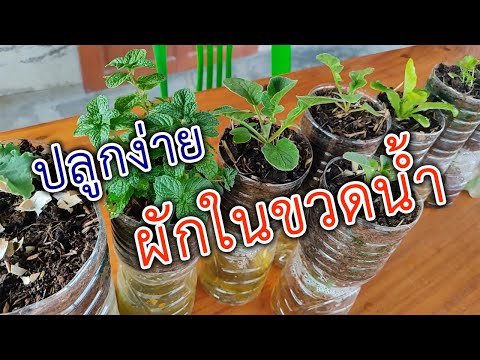 ปลูกผักในขวด ปลูกง่าย | อีสานร่มเย็น