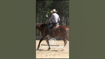 How To Prep a Horse To Pull a Log