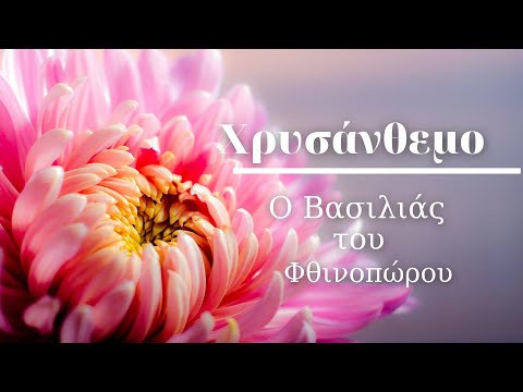 🌼Χρυσάνθεμο - Ο Βασιλιάς του Φθινοπώρου | Καλλιέργεια και Φροντίδα | The Gardener