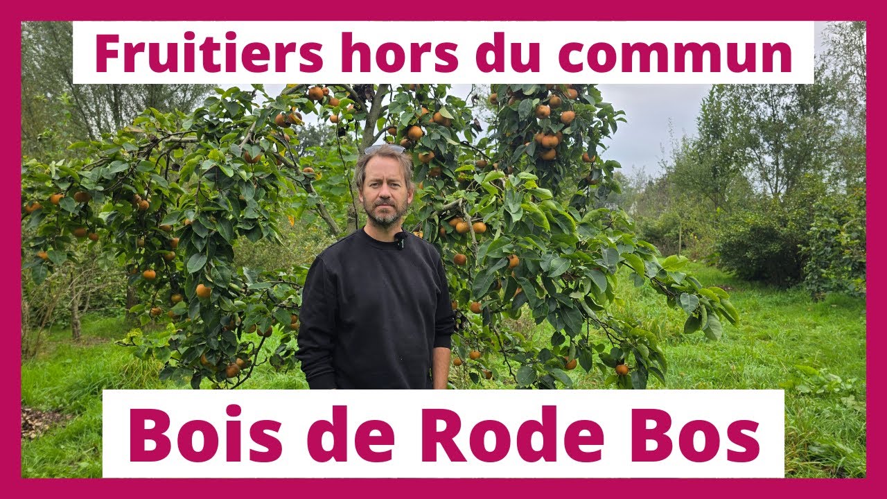 Fruitiers hors du commun : La recherche variétale au Bois de Rode Bos