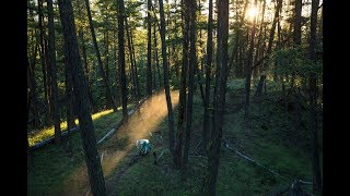 Forest Sky View