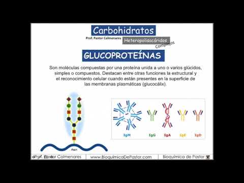 Video: ¿Qué son los glucanos y las glicoproteínas?
