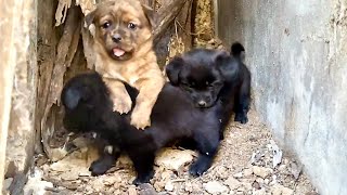Heartbreaking! Stray Dog tragically dies after giving birth to puppies. by 猫狗一家亲 53,629 views 1 month ago 1 hour, 26 minutes