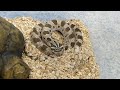 Breeding update: Taking My Hognose Snakes Out of Brumation