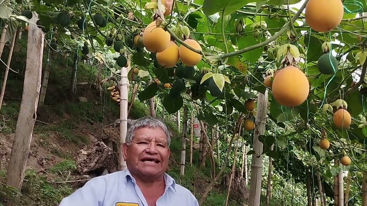 TECHNO CONSULT SRL Y AGROINNOVA FOMENTAN EL CULTIVO DE GRANADILLA EN EL PERU (II )