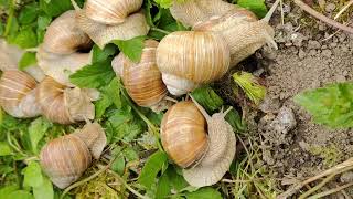 💥 Snails 💥 #Равлики Виноградні #Улитки