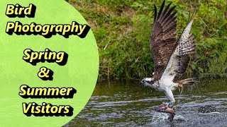 Bird Photography Spring & Summer Visitors