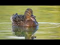 Le cri du canard  colvert femelle qui crie   au parc de coulondres a st gely du fesc