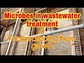 Bacteria in sewage treatment | microbes in wastewater treatment | science classes
