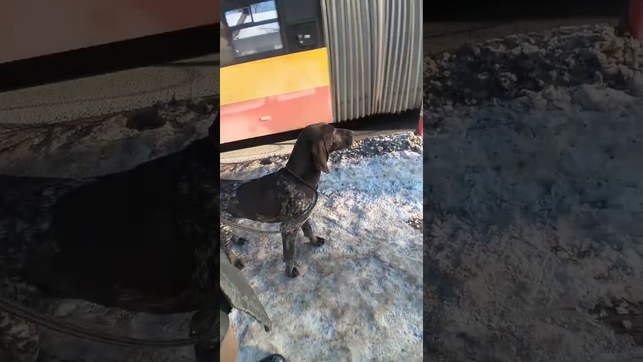 Wyżeł w mieście przy nodze na luźnej smyczy