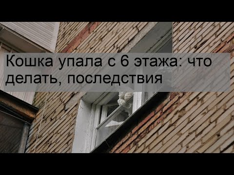 Кошка упала с 6 этажа: что делать, последствия