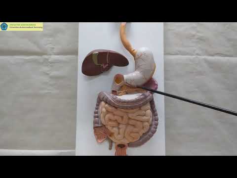 Anatomi Pancreas