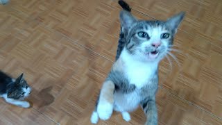 Hungry Mother Cat Asking for Food by Top Kitten TV 626 views 2 years ago 3 minutes, 16 seconds