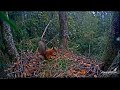 A squirrel checks a hidden pinecone in a spotted eagle&#39;s nest/Закрома белки в гнезде у подорликов