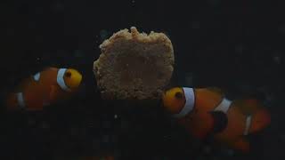 QM Labs Clownfish enjoying Nutramar Marine Complete Shots