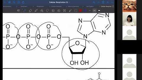 ข นตอนท ม พล งงานส งในการสร าง atp ค อ